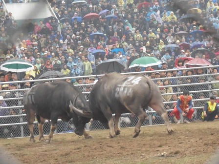 Người Hà Nội tấp nập đội mưa đi xem chọi trâu